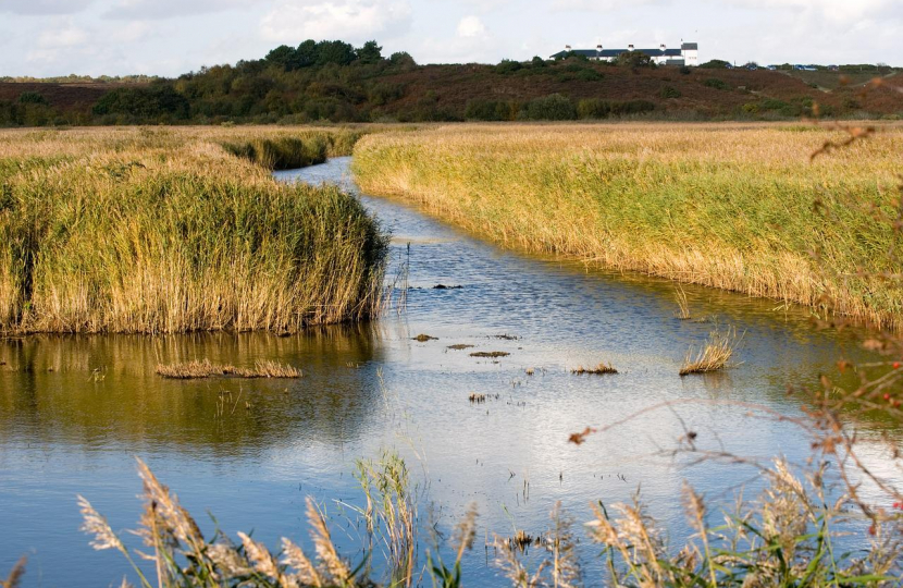 wetlands