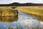 wetlands